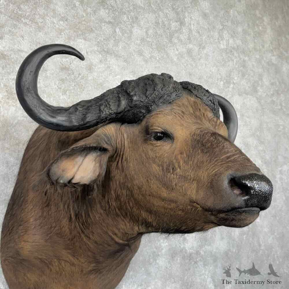 African Cape Buffalo Shoulder Mount For Sale #32163 @ The Taxidermy Store
