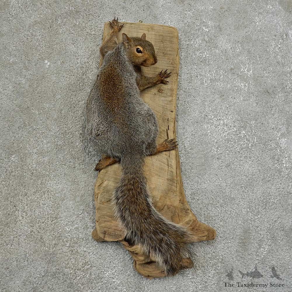 Grey Squirrel Life-Size Mount For Sale #16851 @ The Taxidermy Store