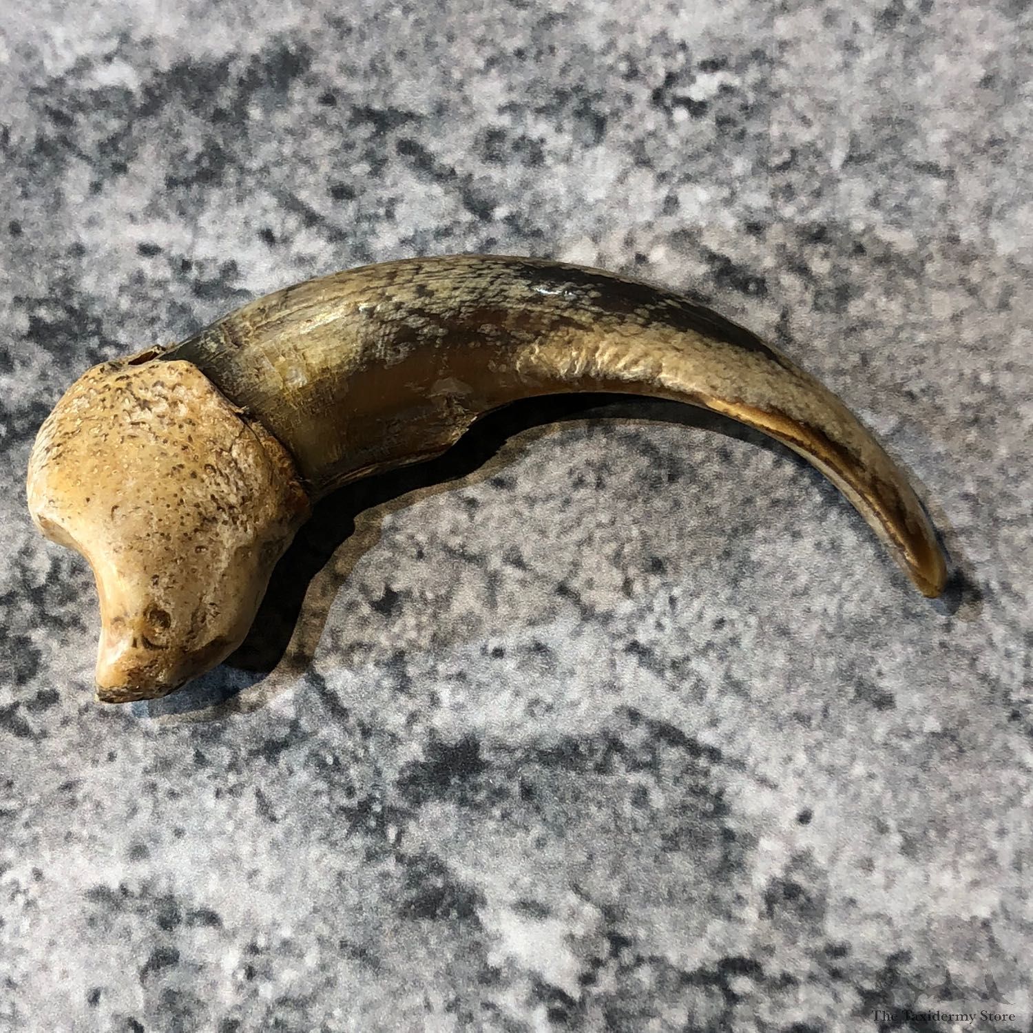 Grizzly Bear Claw For Sale #19616 @ The Taxidermy Store