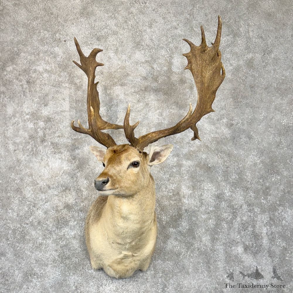 Fallow Deer Shoulder Mount For Sale #29861 @ The Taxidermy Store