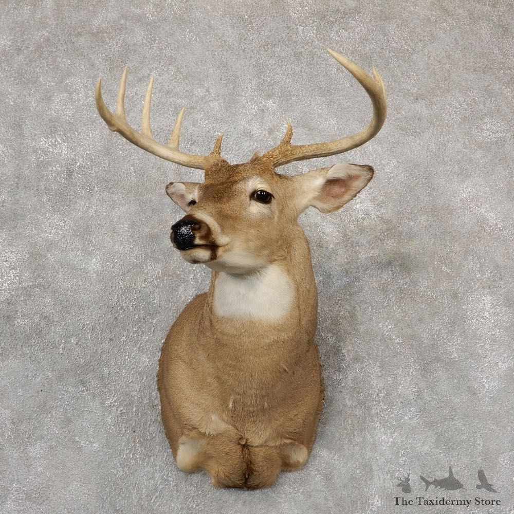 Whitetail Deer Shoulder Mount For Sale #18861 @ The Taxidermy Store