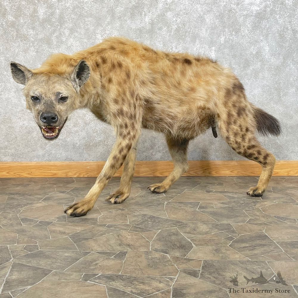 African Hyena Life-Size Taxidermy Mount #24201 For Sale @ The Taxidermy Store