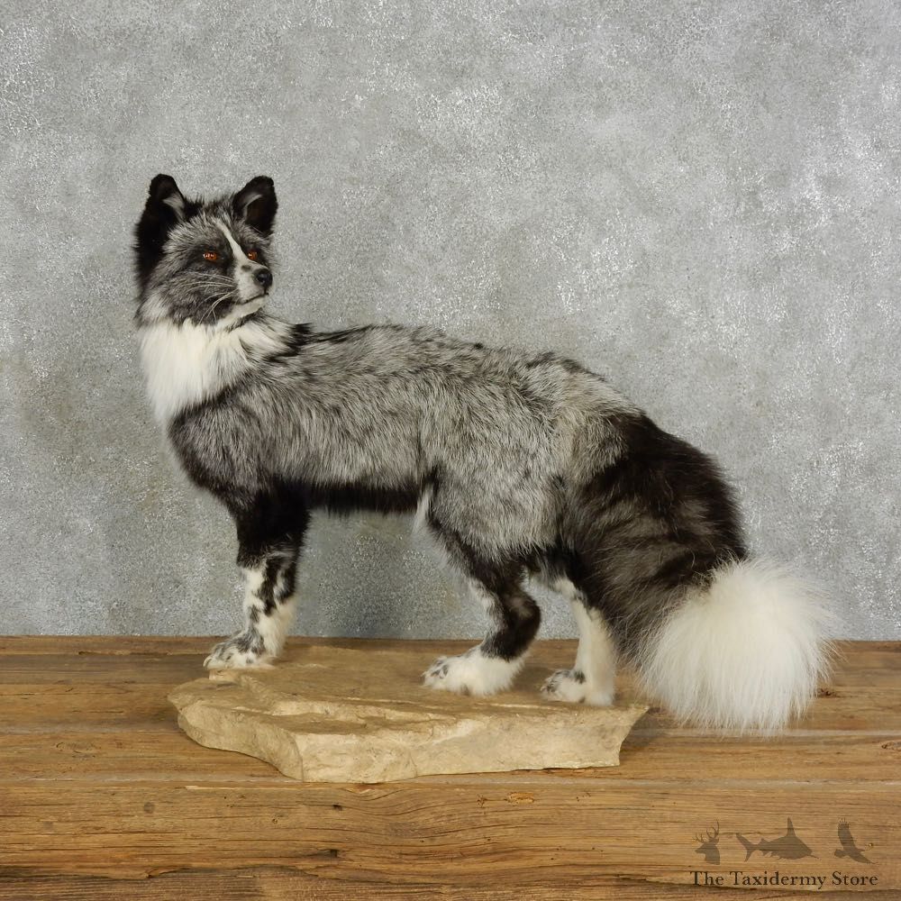 Platinum Fox Life-Size Mount For Sale #17041 @ The Taxidermy Store