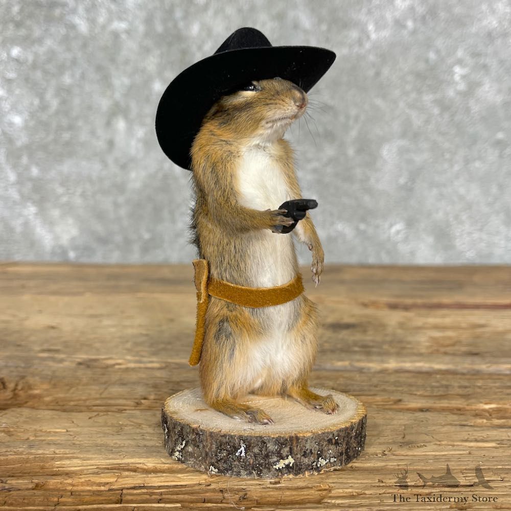 Cowboy Chipmunk Novelty Mount For Sale #25527 @ The Taxidermy Store