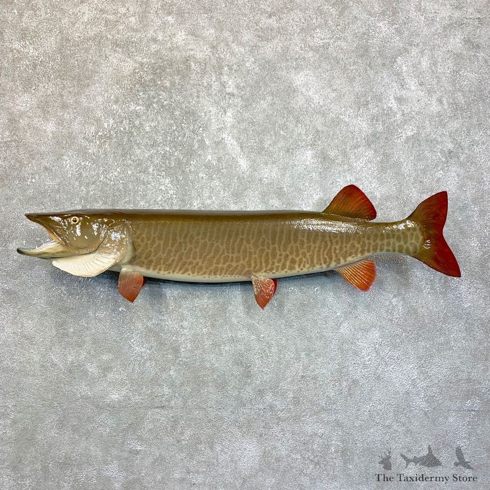 Musky Taxidermy Fish Mount For Sale #23890 @ The Taxidermy Store