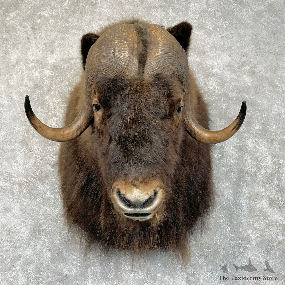 Greenland Muskox Shoulder Mount For Sale #28354 @ The Taxidermy Store