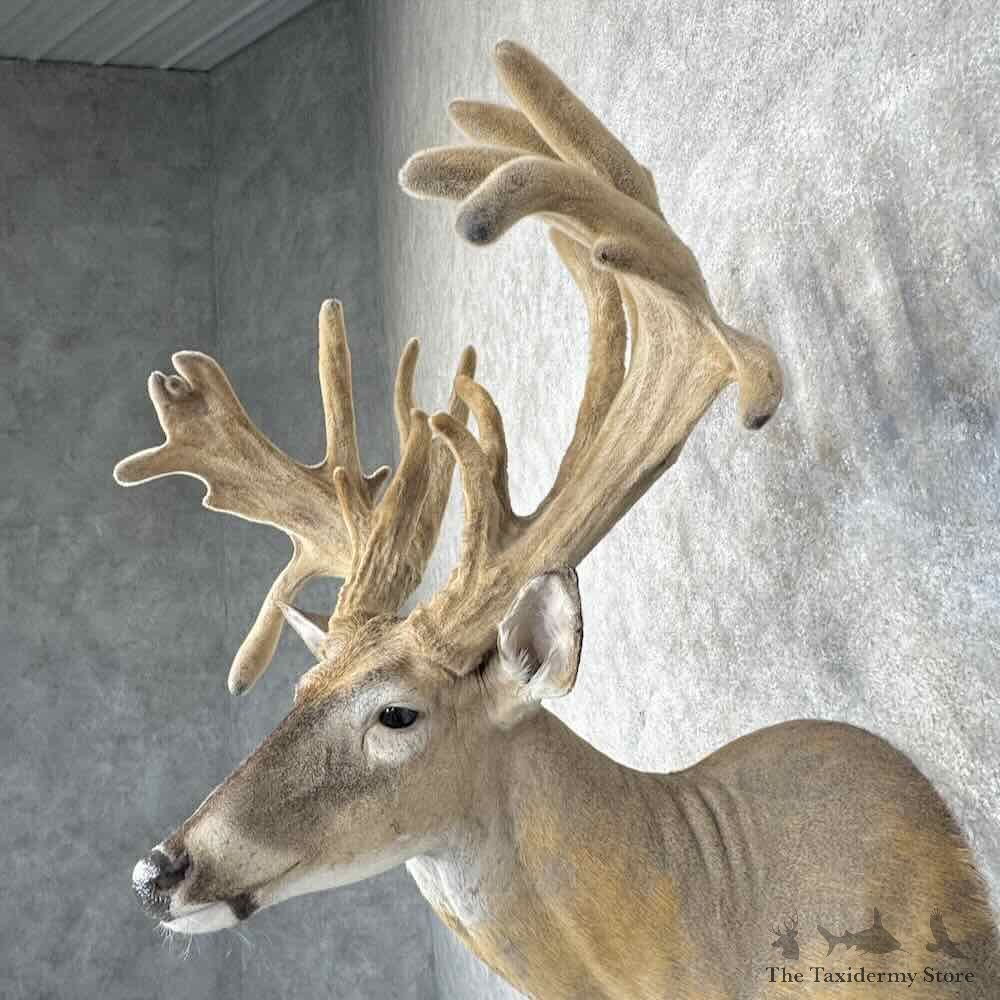 Whitetail Deer Shoulder Mount For Sale #30328 @ The Taxidermy Store