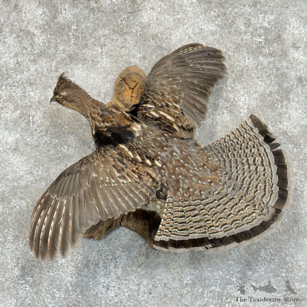 Ruffed Grouse Bird Mount For Sale #29406 @ The Taxidermy Store