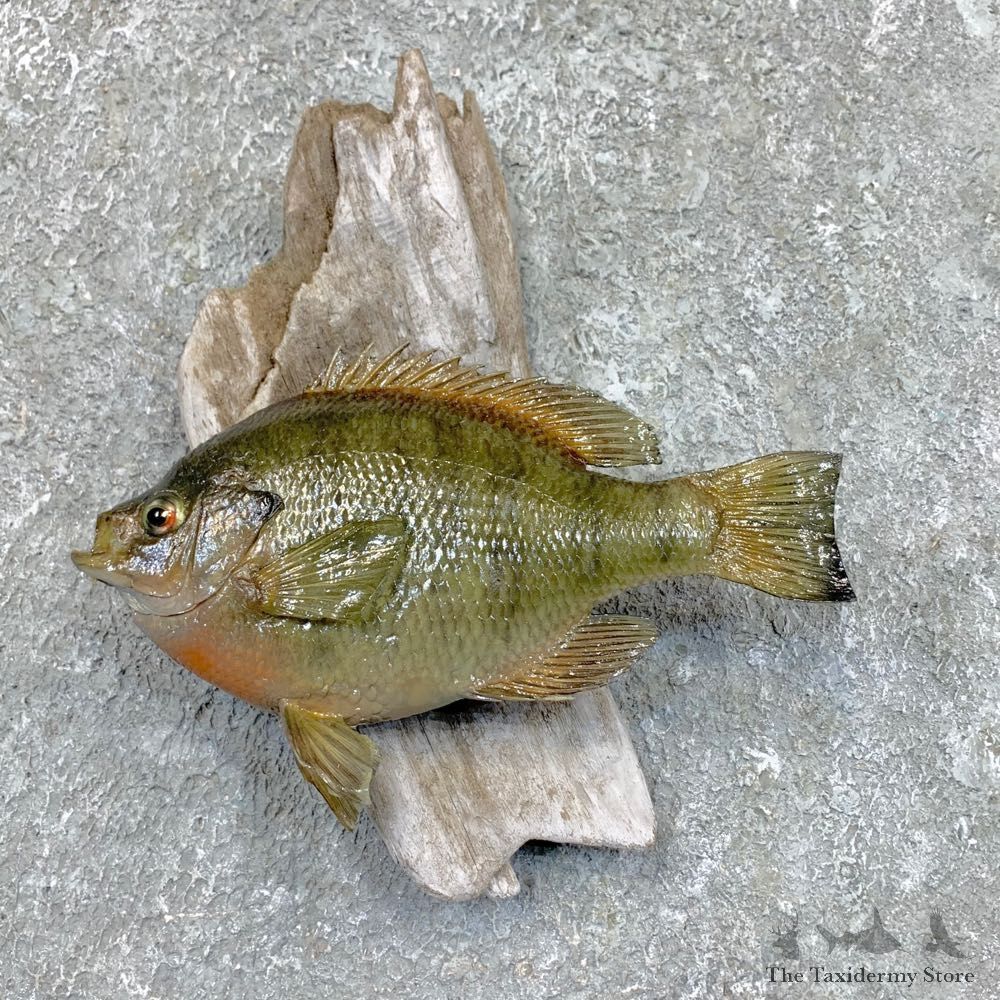 Bluegill Taxidermy Fish Mount #23624 For Sale @ The Taxidermy Store