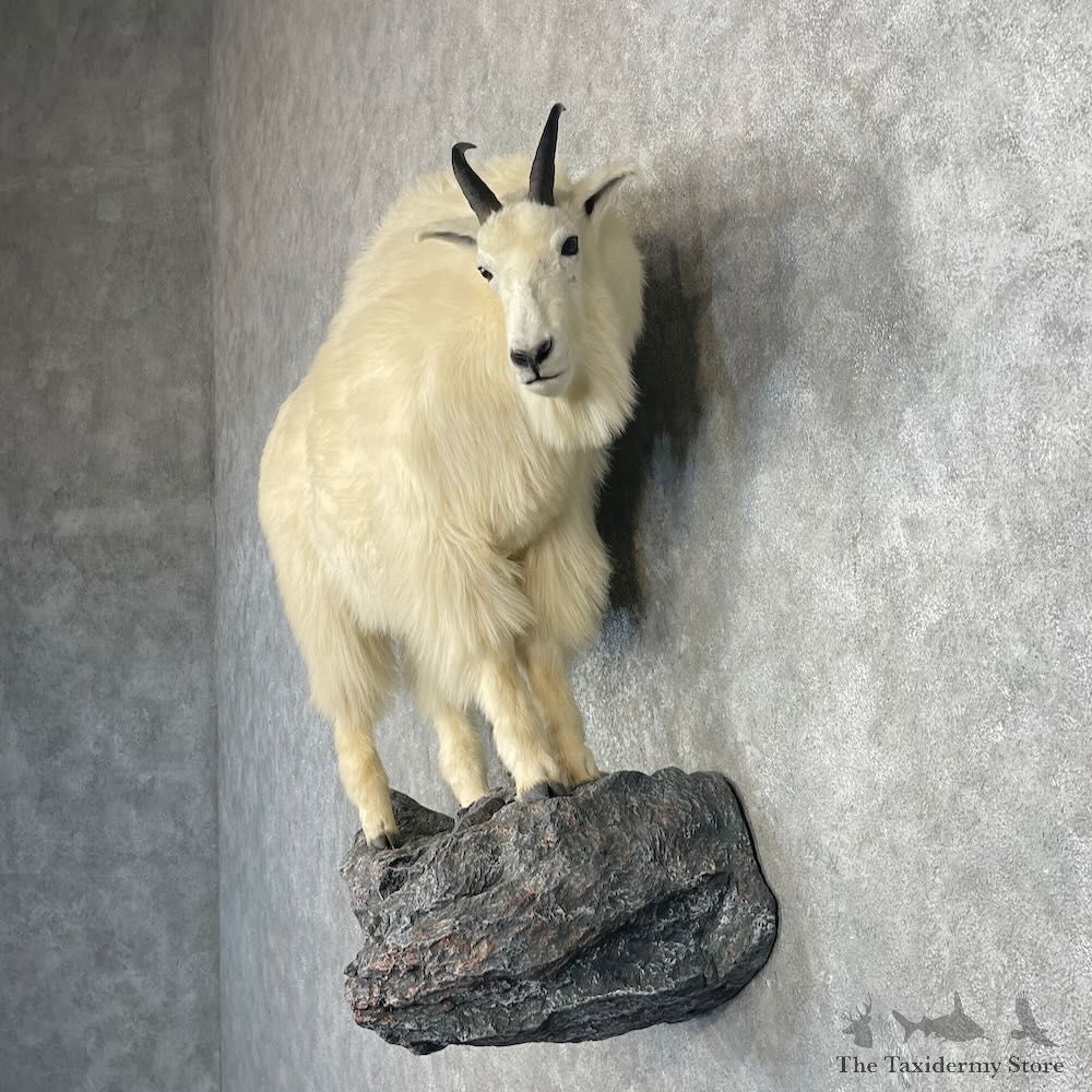 Mountain Goat Life-Size Mount For Sale #27657 @ The Taxidermy Store