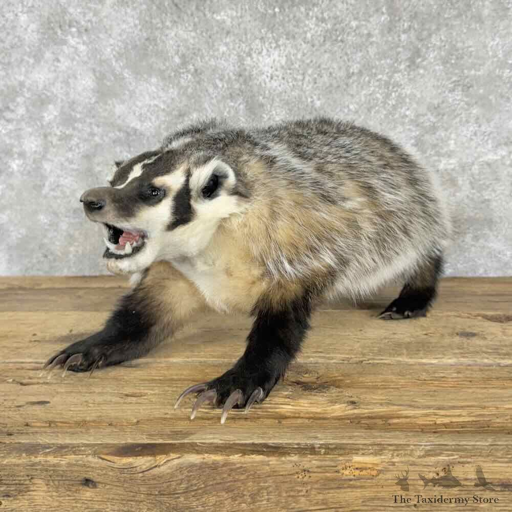 American Badger Life-Size Mount For Sale #30826 @ The Taxidermy Store