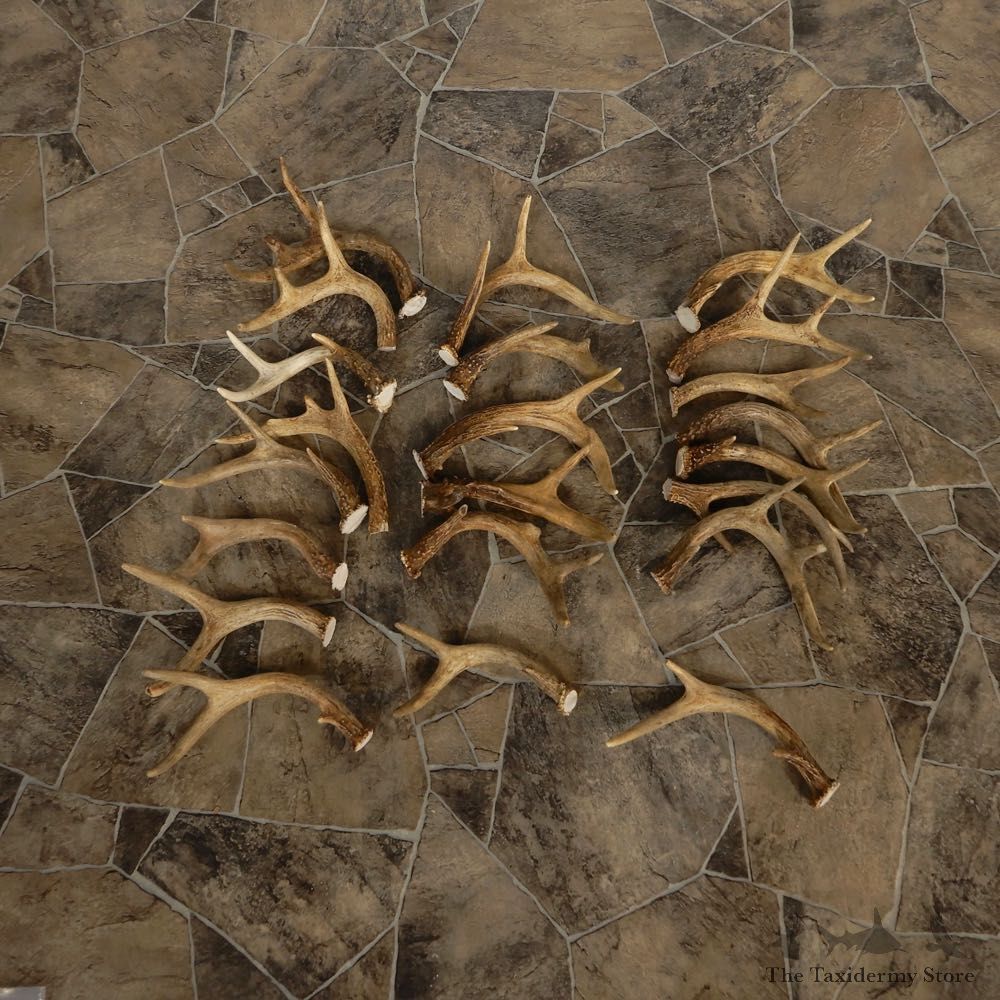 Whitetail Deer Antler Craft Pack For Sale #21339 @ The Taxidermy Store