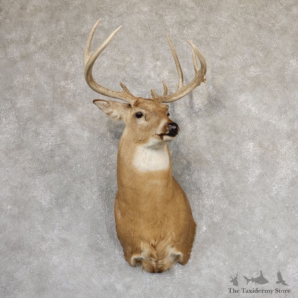 Whitetail Deer Shoulder Mount #18994 For Sale - The Taxidermy Store