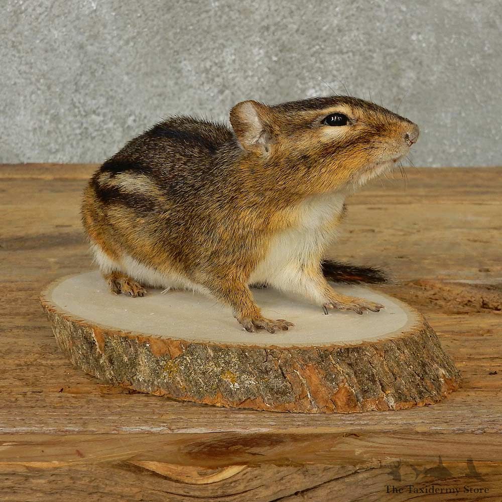 Chipmunk Life-Size Mount For Sale #16830 @ The Taxidermy Store