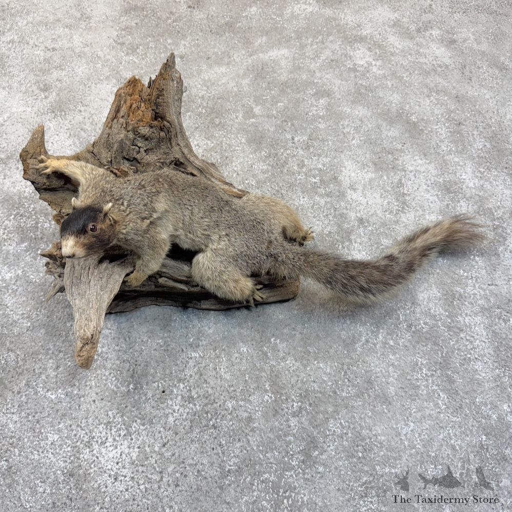 Shermans Fox Squirrel Life-Size Mount For Sale #30130 @ The Taxidermy Store
