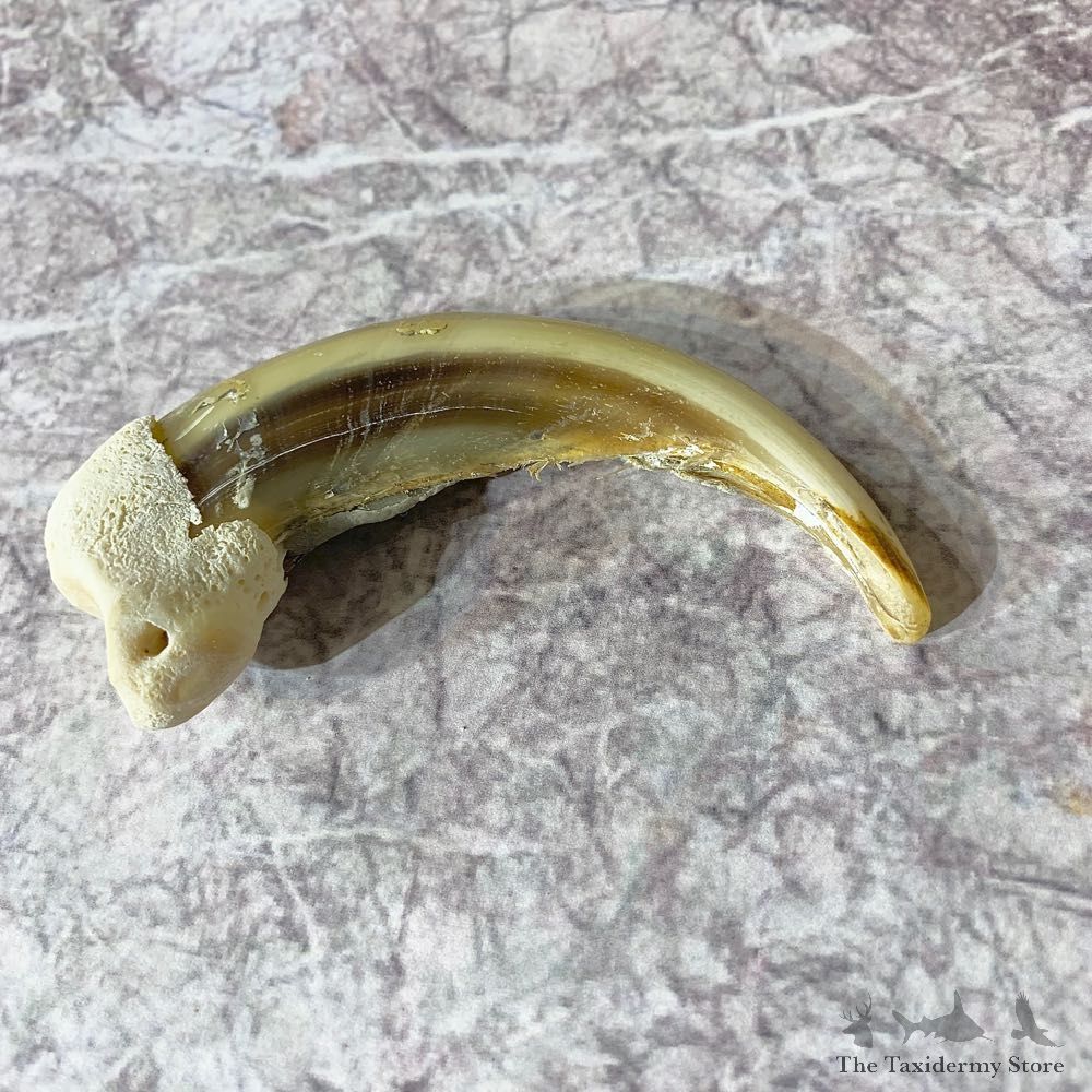 Grizzly Bear Claw For Sale #21906 @ The Taxidermy Store