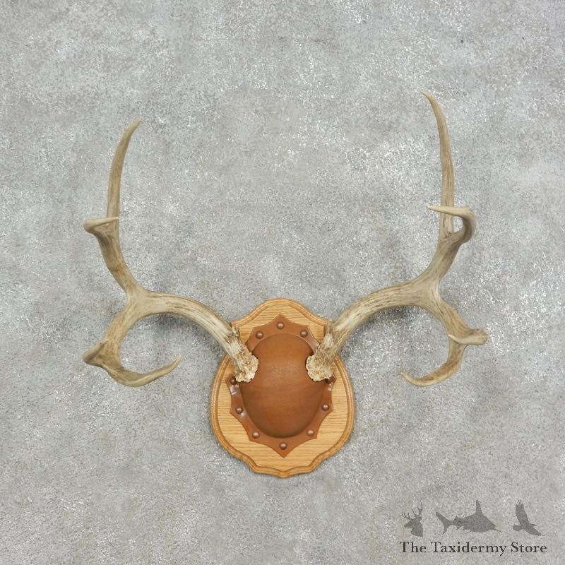 Mule Deer Taxidermy European Antler Plaque #17078 For Sale @ The Taxidermy Store