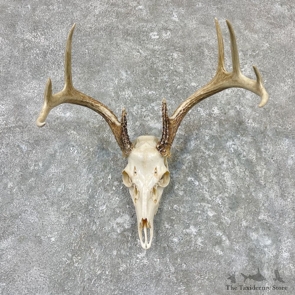 Whitetail Deer Skull European Mount For Sale #26985 @ The Taxidermy Store