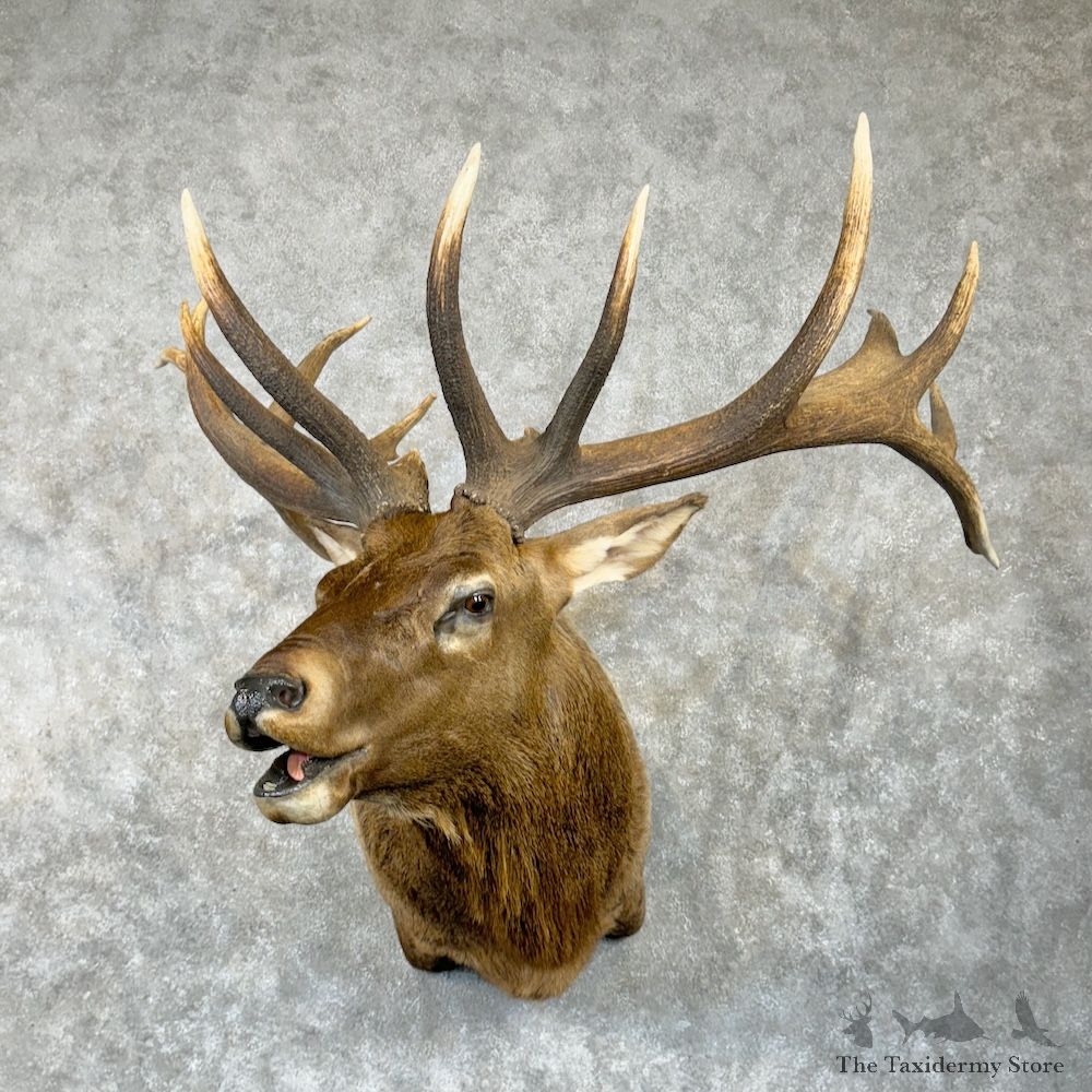 Rocky Mountain Elk Shoulder Mount For Sale #29642 @ The Taxidermy Store