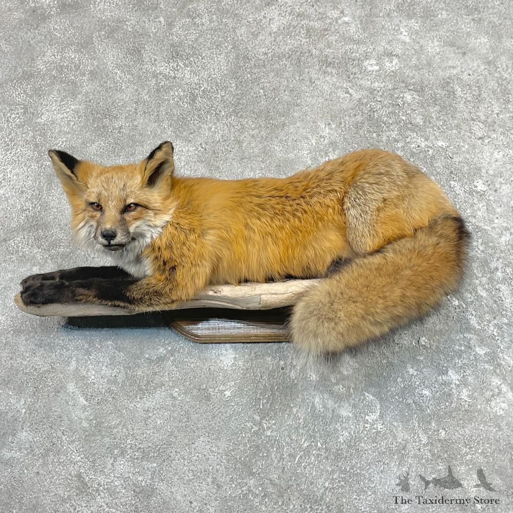 Red Fox Life-Size Mount For Sale #27625 @ The Taxidermy Store