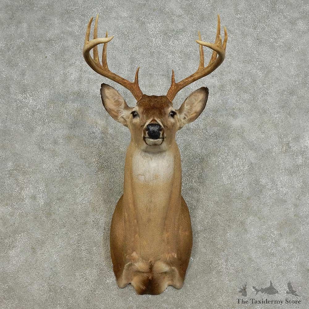 Whitetail Deer Shoulder Mount For Sale #15914 @ The Taxidermy Store