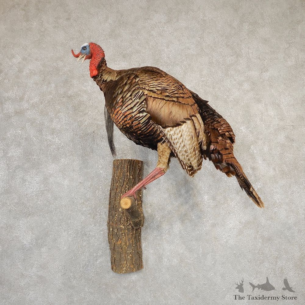 Eastern Turkey Bird Mount For Sale #20789 @ The Taxidermy Store