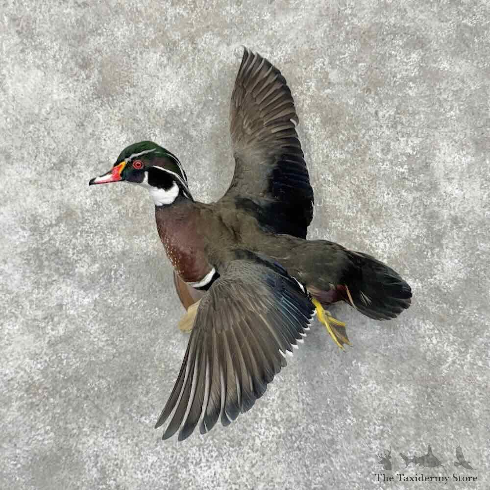 Wood Duck Drake Bird Mount For Sale #31735 @ The Taxidermy Store
