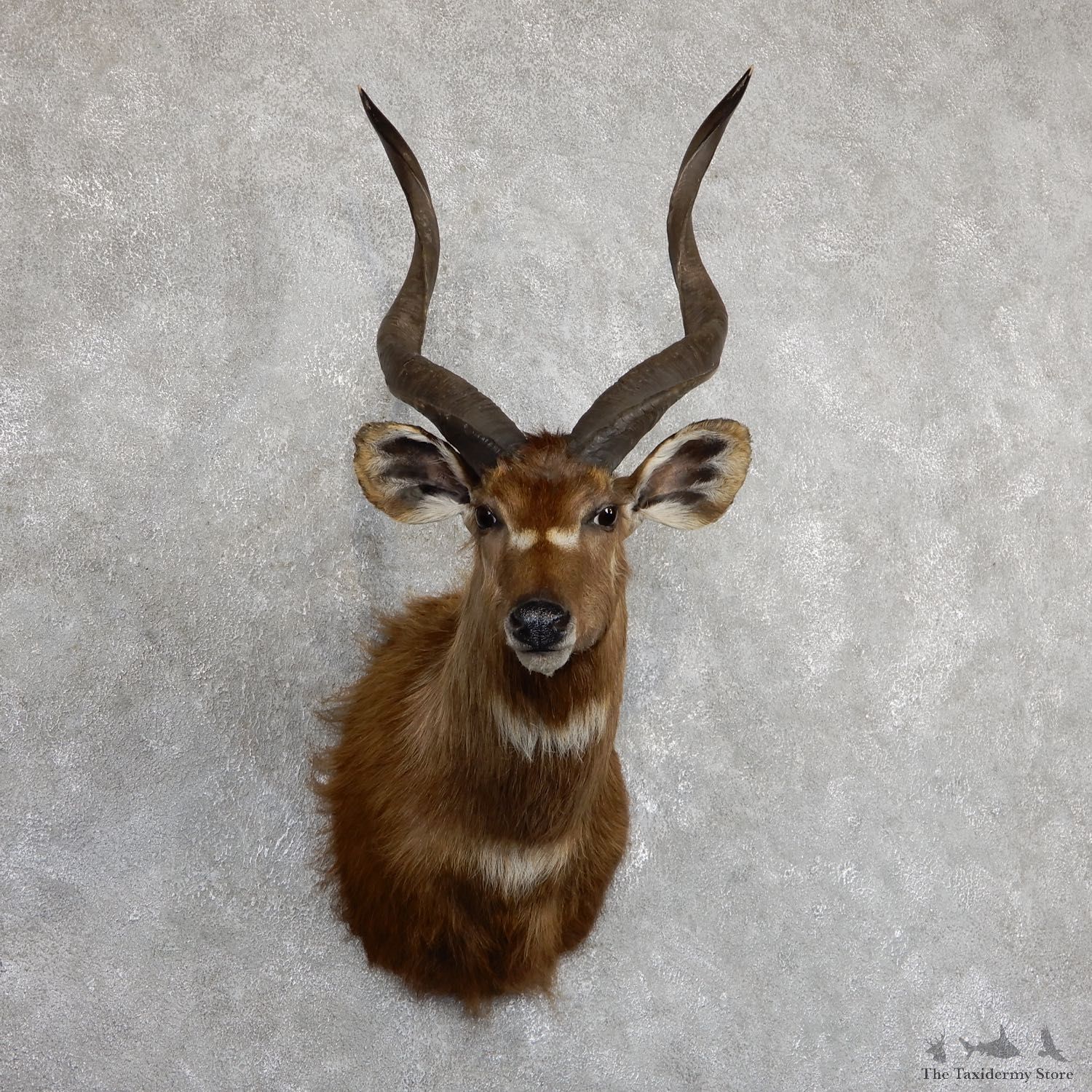 African Sitatunga Shoulder Mount #19632 For Sale @ The Taxidermy Store