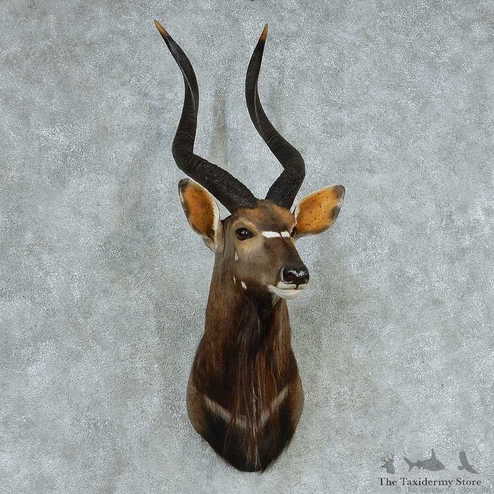 African Nyala Shoulder Mount #13719 For Sale @ The Taxidermy Store