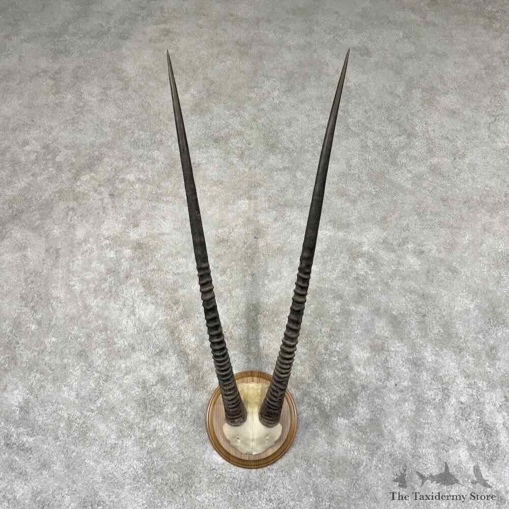 Gemsbok Horn Plaque Mount For Sale #30919 @ The Taxidermy Store