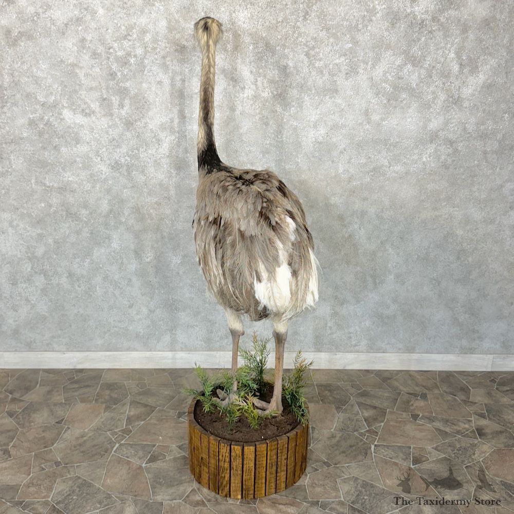 Greater Rhea Bird Mount For Sale #29650 @ The Taxidermy Store