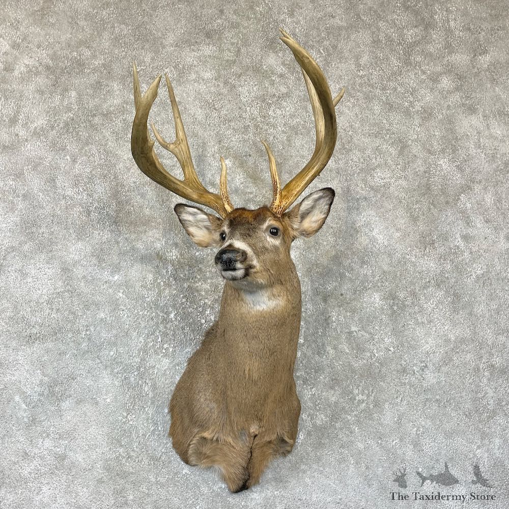 Whitetail Deer Shoulder Mount For Sale #26316 @ The Taxidermy Store