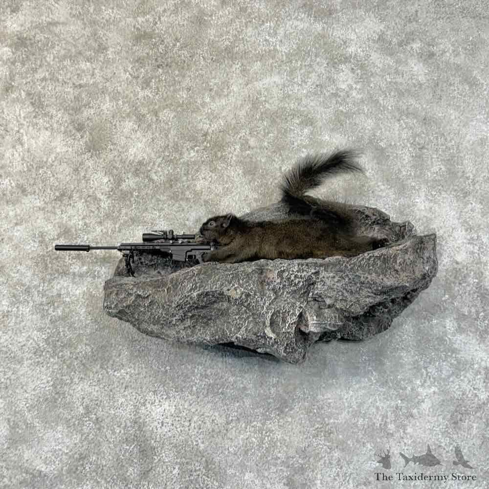 Sniper Squirrel Novelty Mount For Sale #31477 @ The Taxidermy Store
