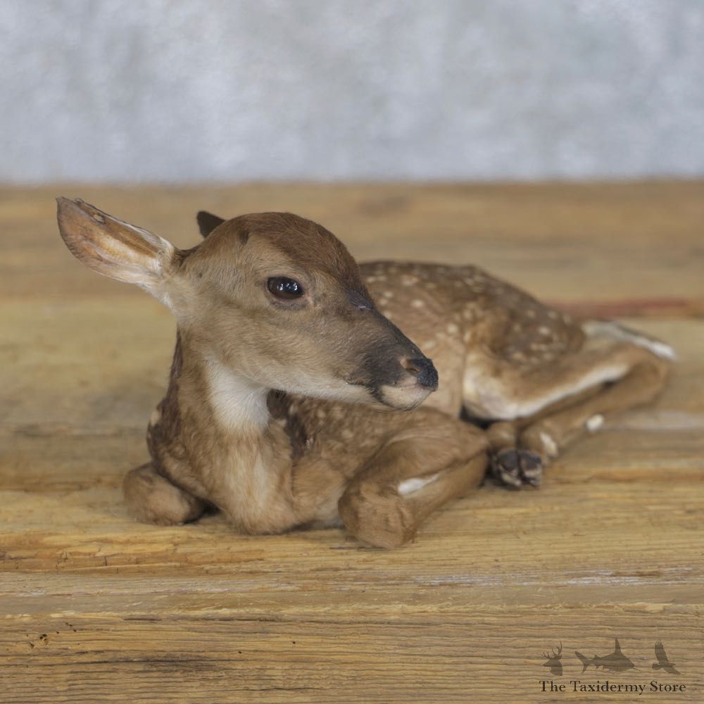 Whitetail Deer Fawn Life-Size Mount For Sale #22198 - The Taxidermy Store