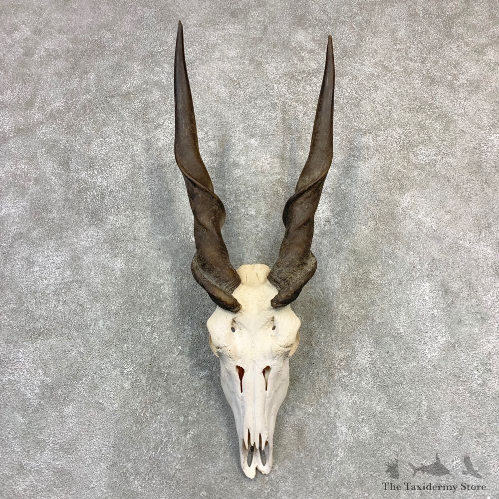 Eland Deer Skull & Horn European Mount For Sale #21838 @ The Taxidermy Store