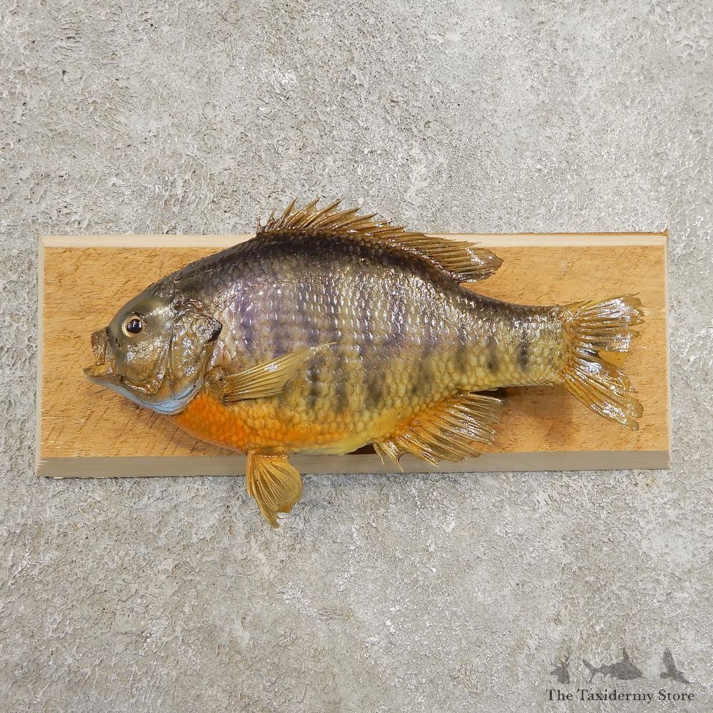 Bluegill Taxidermy Fish Mount #20977 For Sale @ The Taxidermy Store