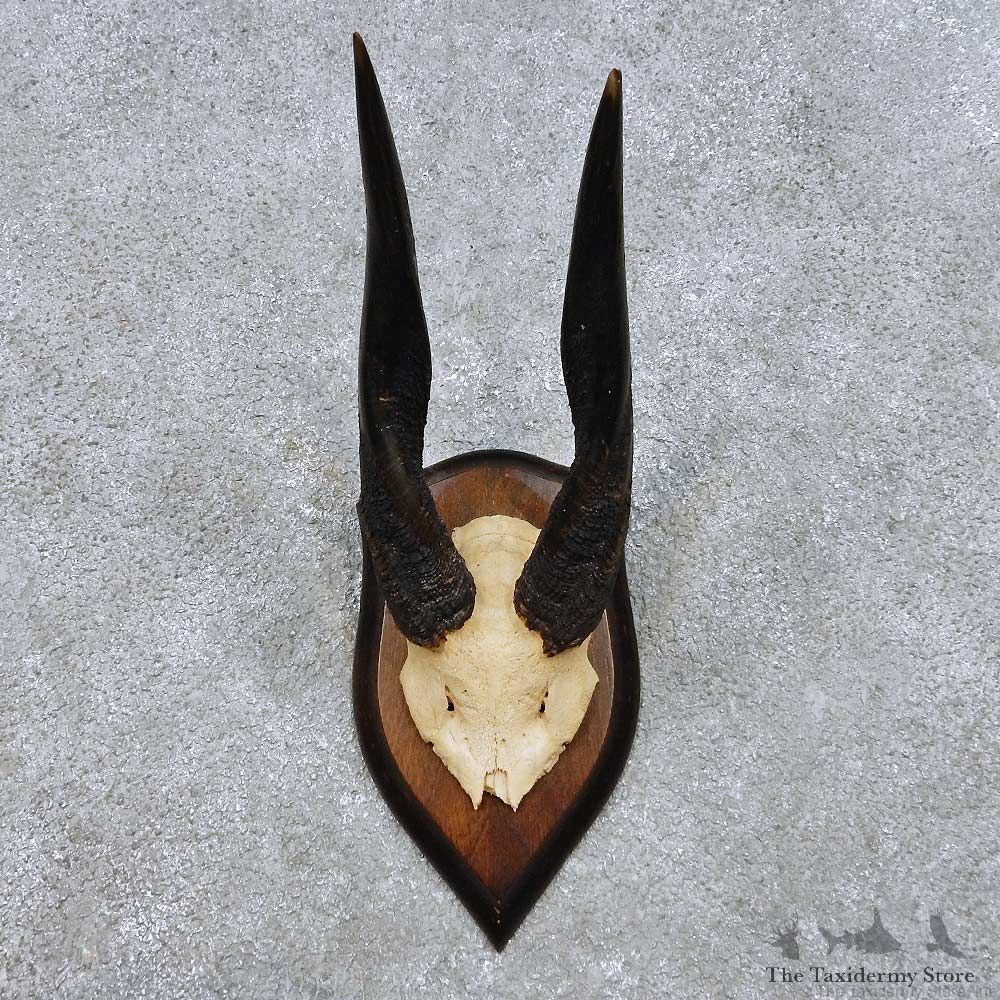 Bushbuck Skull Cap & Horn Mount For Sale #14452 @ The Taxidermy Store