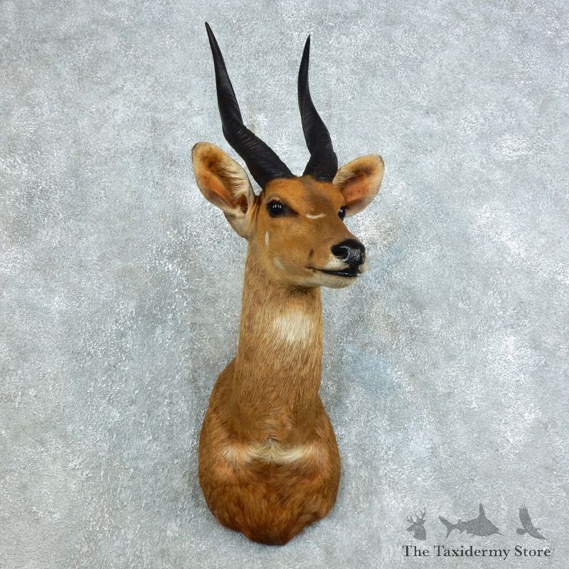 Cape Bushbuck Shoulder Mount For Sale #18456 @ The Taxidermy Store