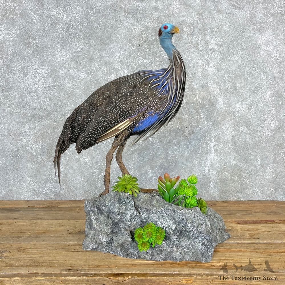 Vulturine Guineafowl Bird Mount For Sale #24402 @ The Taxidermy Store