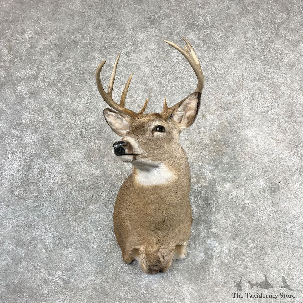 Whitetail Deer Shoulder Mount For Sale #27086 - The Taxidermy Store