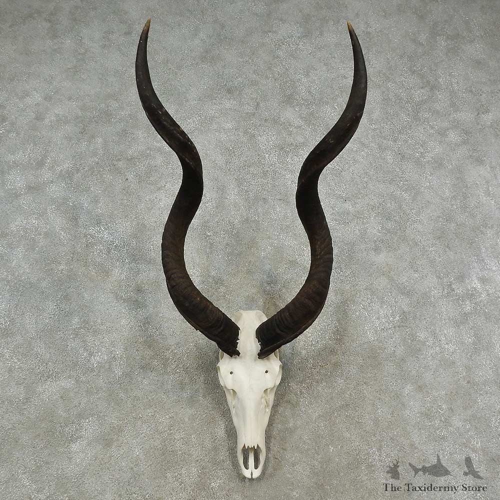 Greater Kudu Skull European Mount For Sale #16955 @ The Taxidermy Store