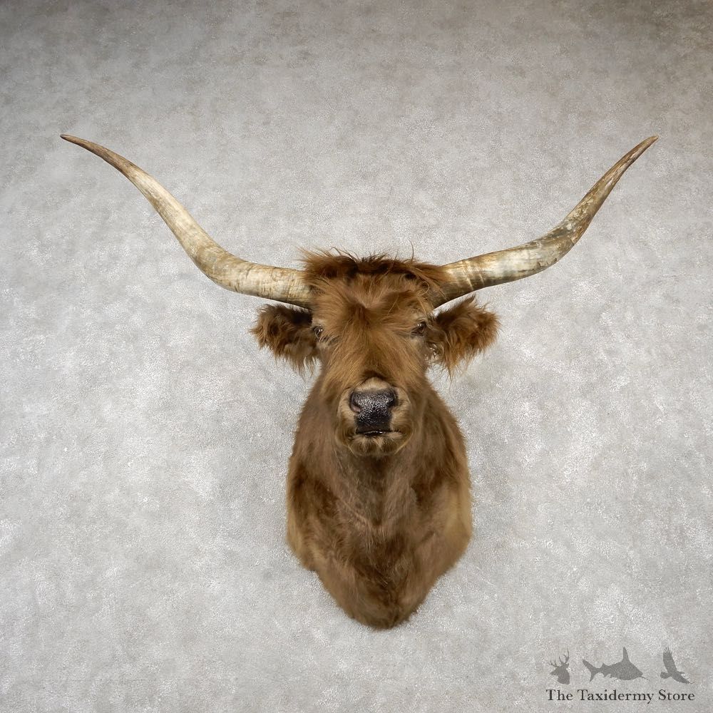 Scottish Highland Steer Shoulder Mount For Sale #18784 @ The Taxidermy Store