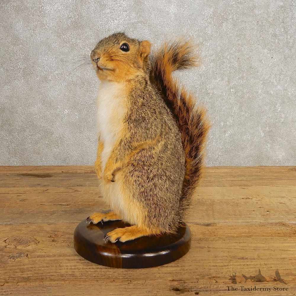 Fox Squirrel Mount For Sale #21245 @ The Taxidermy Store