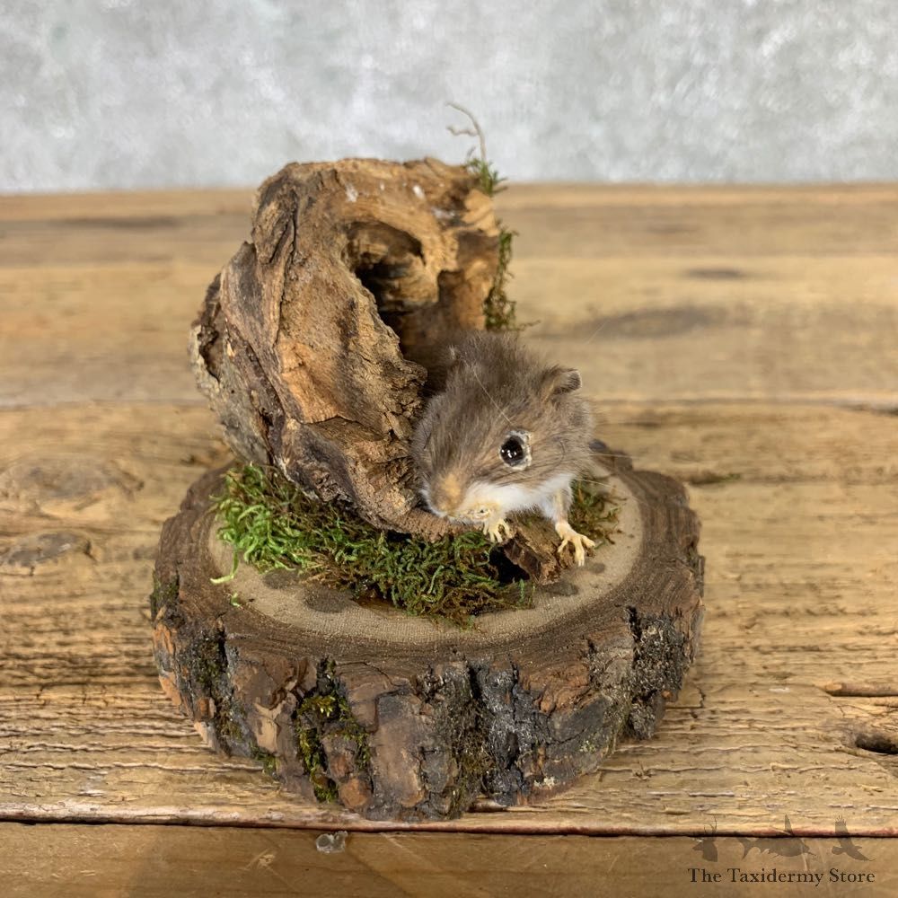 Mouse Life-Size Mount For Sale #21566 @ The Taxidermy Store