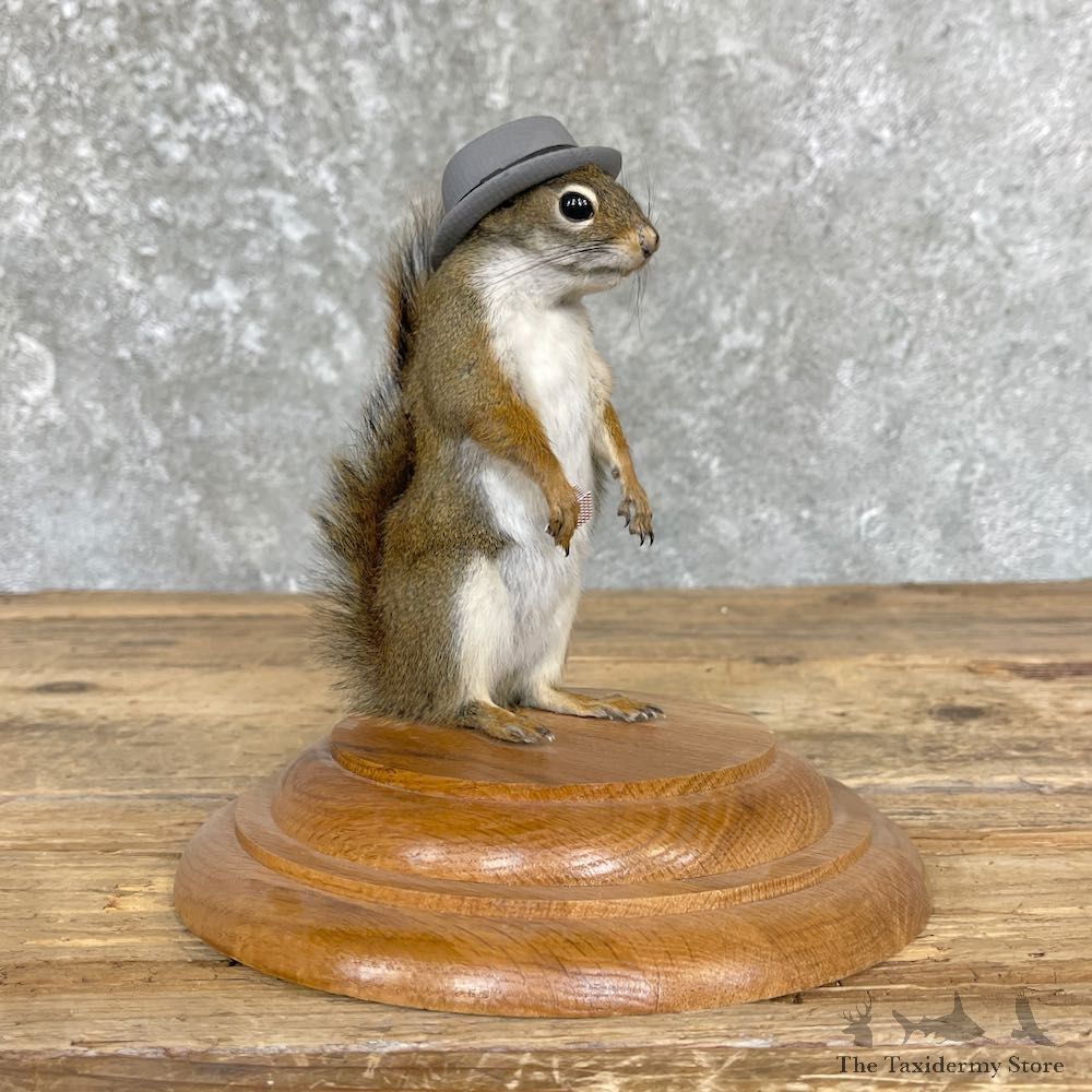 Hipster Squirrel Novelty Mount For Sale #26397 @ The Taxidermy Store