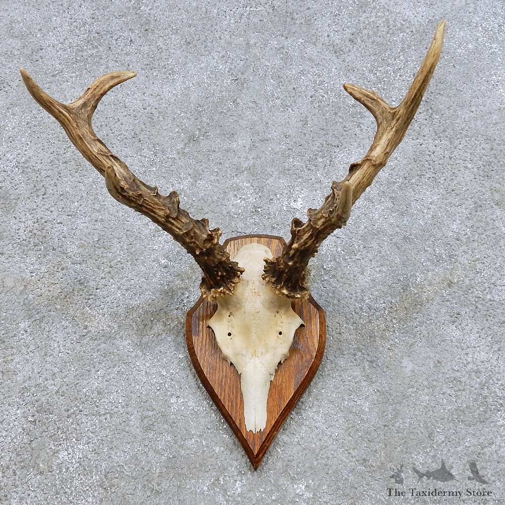 Roe Deer Skull Cap & Antler Mount For Sale #14447 @ The Taxidermy Store