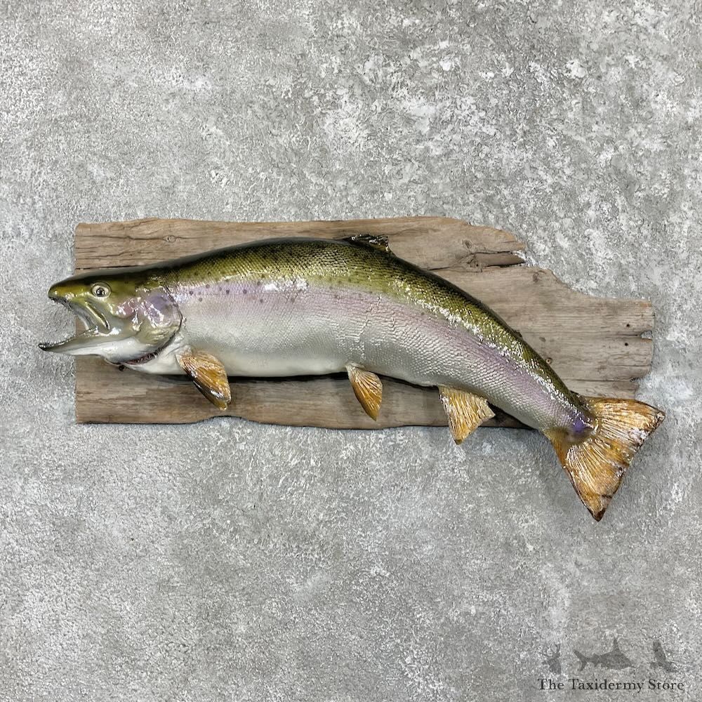 Rainbow Trout Fish Mount For Sale #27461 @ The Taxidermy Store