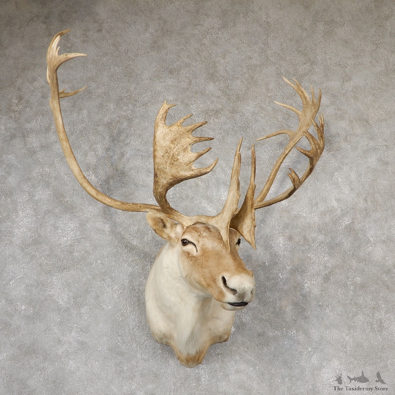 Quebec Labrador Caribou Shoulder Mount For Sale #19166 @ The Taxidermy Store