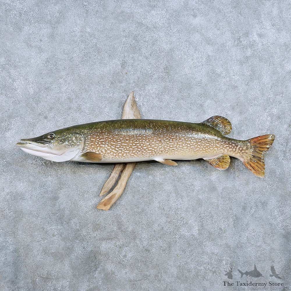 Northern Pike Fish Mount For Sale #14347 @ The Taxidermy Store