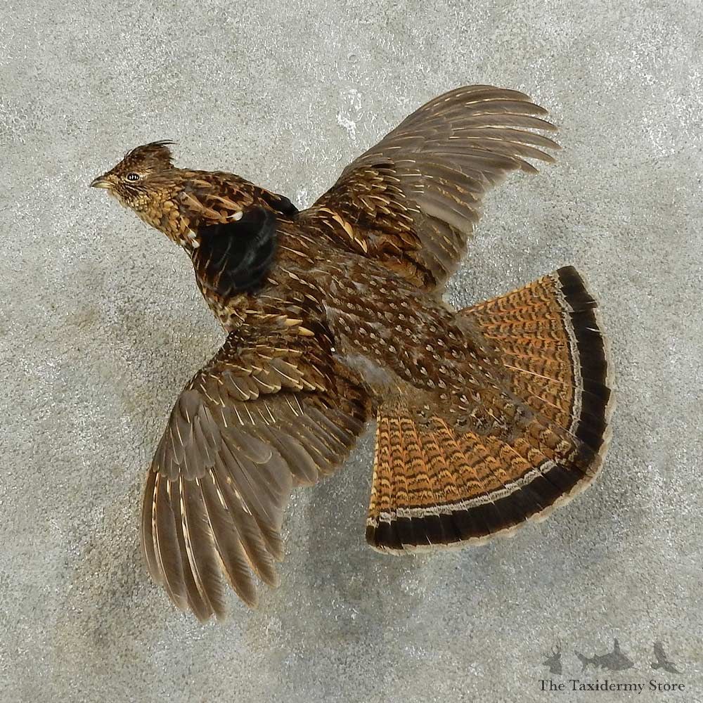 Ruffed Grouse Bird Mount For Sale #15918 @ The Taxidermy Store